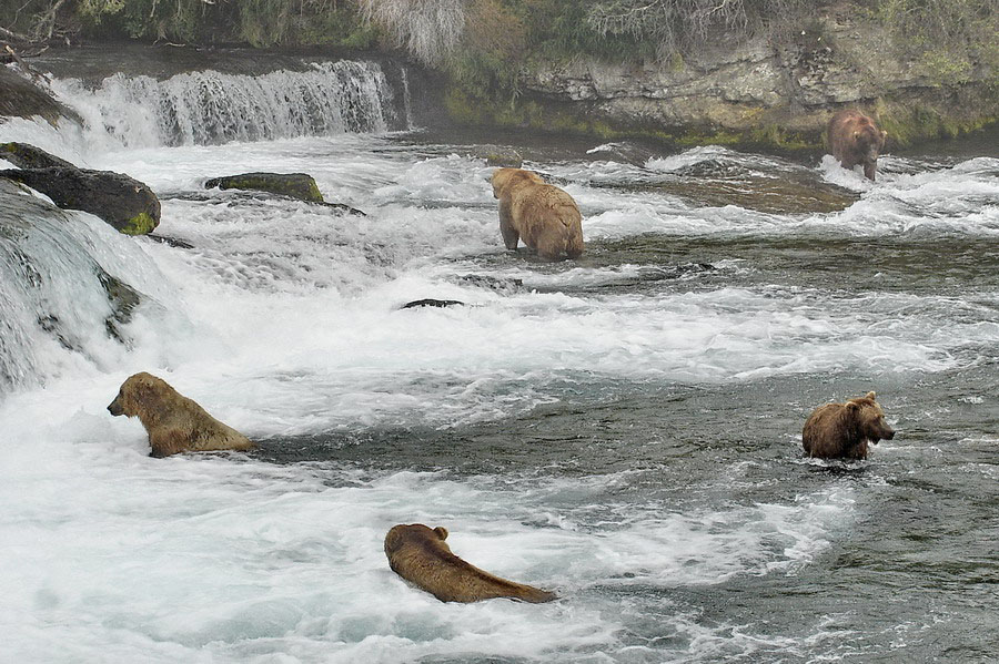 Alaska Katmai (141)