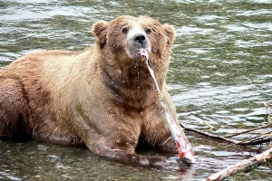 Alaska Katmai 164 1463 48 300 200 100