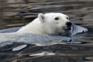 Nanuq, une apparition