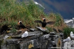 KODIAK oiseaux016