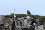 KODIAK oiseaux028