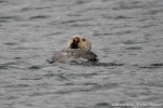 KODIAK oiseaux041