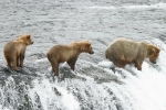 Alaska Katmai  10 1192