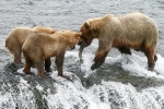 Alaska Katmai  127  1159