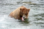 Alaska Katmai  183  1281