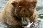 Alaska Katmai  187  1472