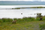 Alaska Katmai  40  1124